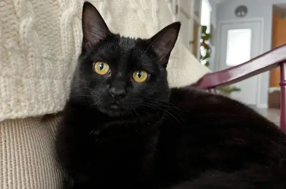 Lost All-Black Indoor Cat in Cape May