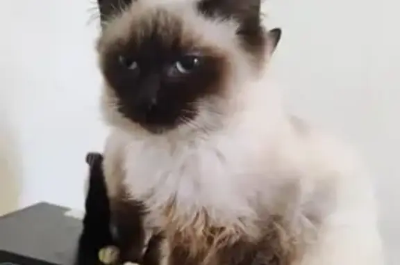 Lost Siamese-Looking Kitten in Brecksville