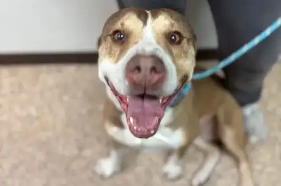 Found dog Arizona City, photo: Friendly Tan Dog Found in Phoenix