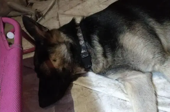 Lost Dog: Black & Tan, Pink Collar