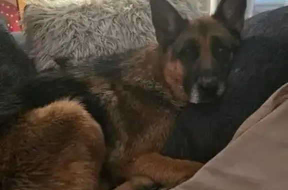 Lost Dog: Black & Tan, Red Collar - Coldwater