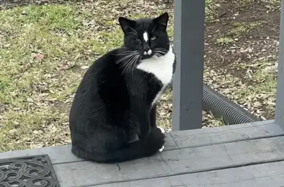Found pets Chattanooga, photo: Friendly Black & White Cat Found: 15th Ave