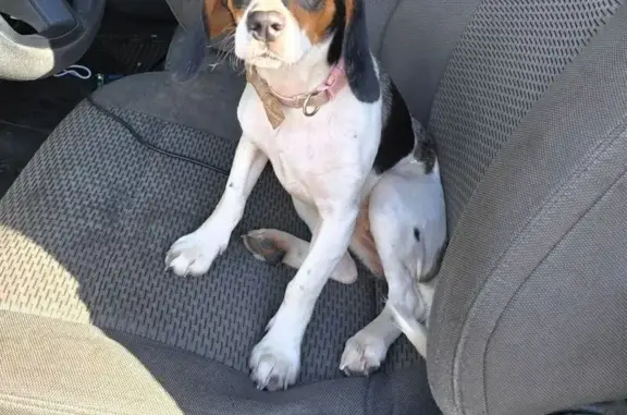 Lost Merle Beagle: 8 Weeks Post-Puppies