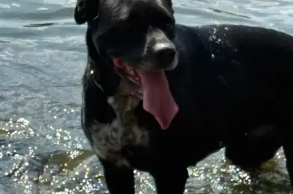 Lost Shy Dog: Black with Speckled Paws