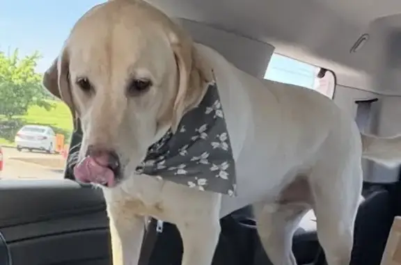 Lost: Friendly Golden Labrador in Eureka