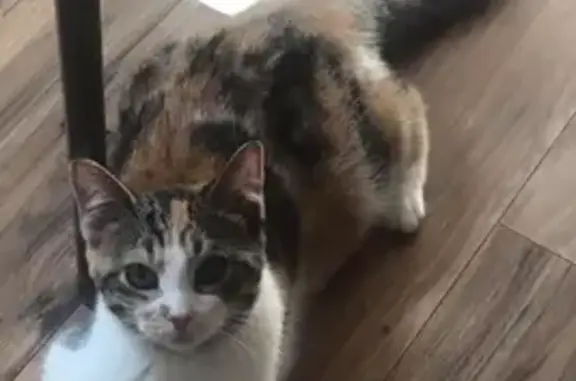 Lost Calico Cat Nova on Clifton Blvd