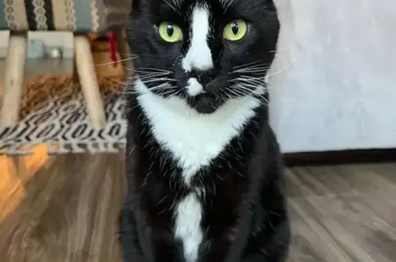 Missing cat Dallas, photo: Lost Tuxedo Cat: Riker in Dallas