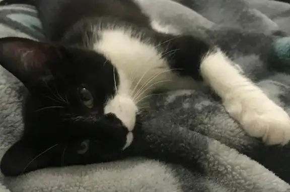 Lost Tuxedo Cat Prince: West Blvd, CLE