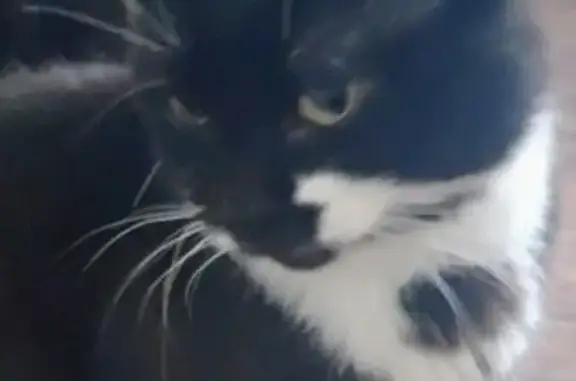 Lost Tuxedo Cat: Sylvester in Brecksville