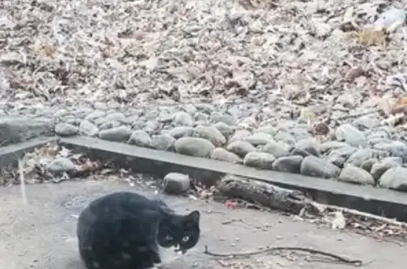 Lost Cat: Help Find Blaze in Cleveland