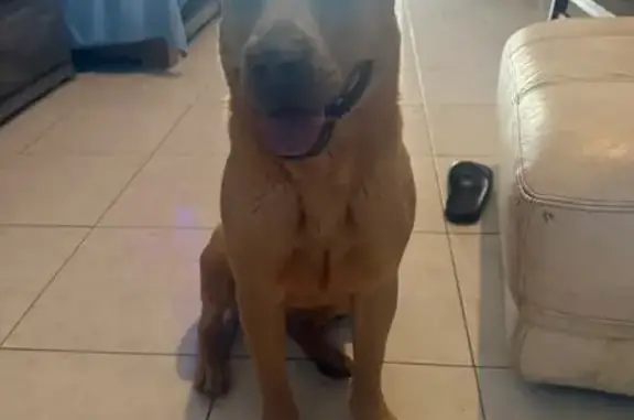 Found dog Arizona City, photo: Found: Chow Pit & German Shepherd Duo