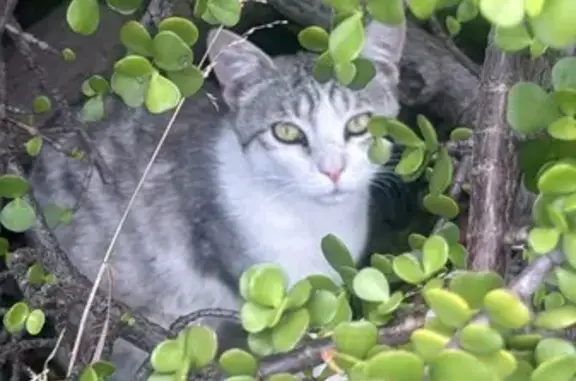 Lost Gentle Giant Cat in Georges River