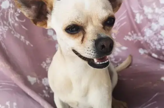 Perro Perdido en Naucalpan: Blanco y Delgado