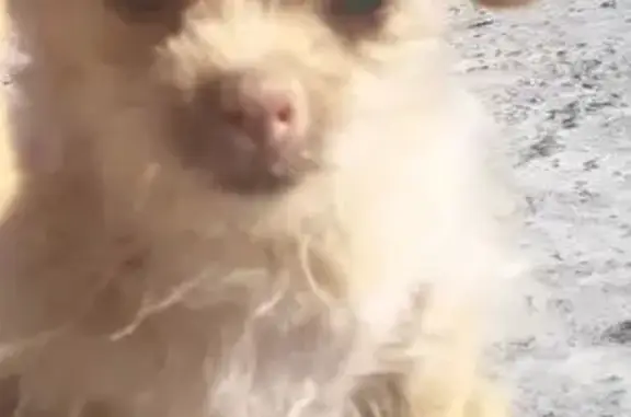 Perro perdido: 8 años, fractura y convulsiones