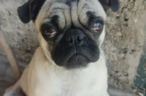 Perro Beige Perdido en Chimalhuacán