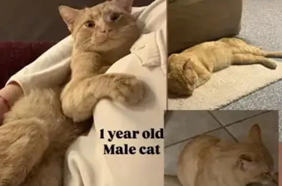 Lost Orange Cat in Southgate, MI