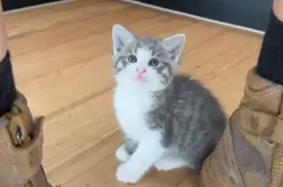 Missing cat , photo: Lost Energetic Kitten in Hume City