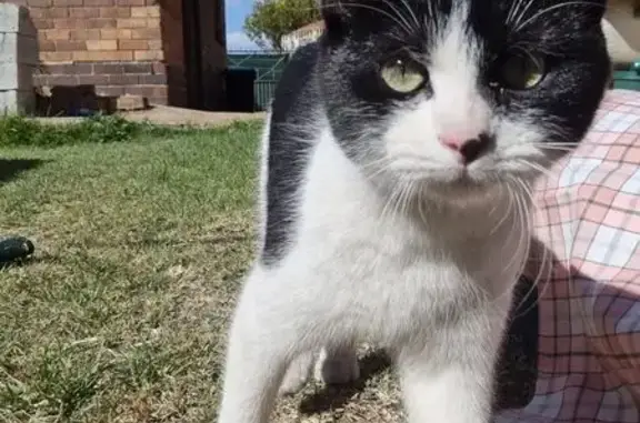 Lost pets Alberton, photo: Lost Tuxedo Cat Olivia in Alberton