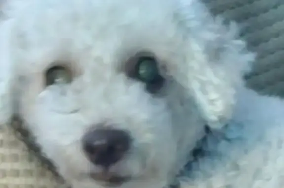 Perra French Poodle Blanca Perdida en Mérida