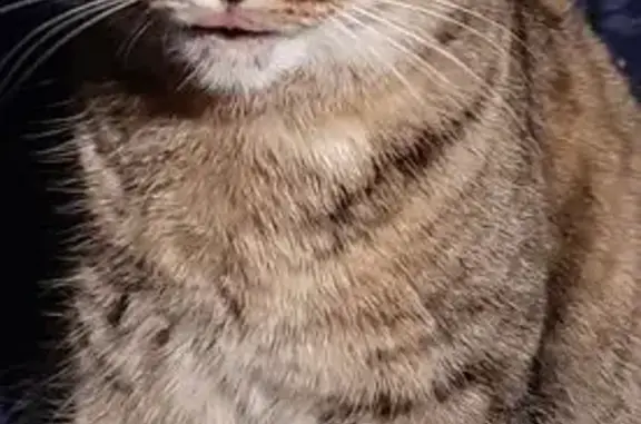 Animaux trouvés Valence, photo: Chatte perdue à Valence, Place de la Paix