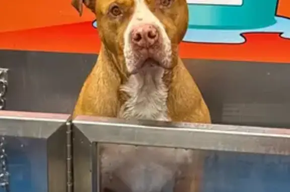 Lost Dog: Rocky Missing in Whittlesea