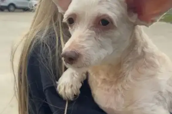 Lost Chunky White Dog in Elm Mott Area