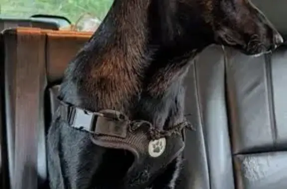 Found dog Mulberry, photo: Found: Young Black GSD in Mulberry, FL