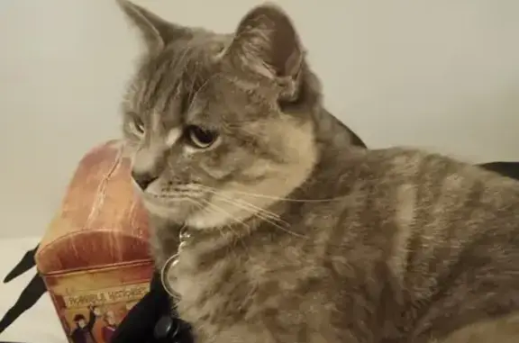 Lost pets Centurion, photo: Lost Cat: Greyish with Brown Stripes