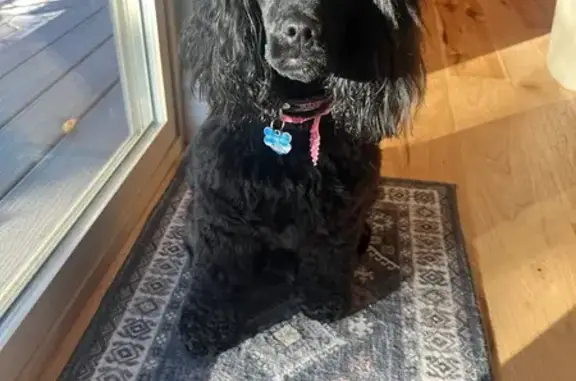 Lost Cockapoo: Black with White Chin