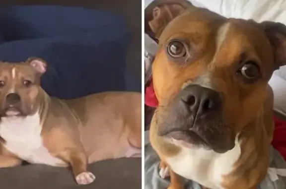 Lost Dog: Friendly Dakota in Piscataway