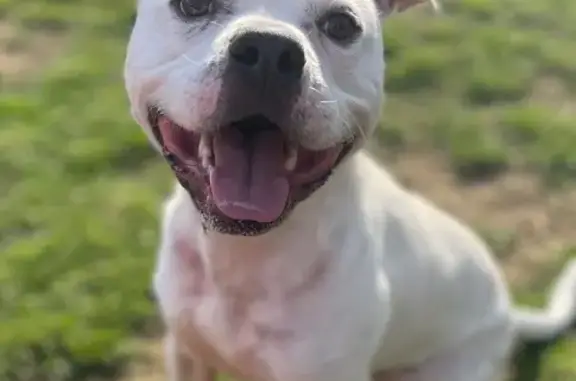 Lost Skittish Dog Near Cary Park