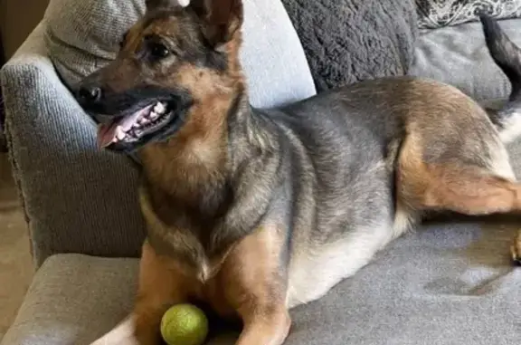 Missing dog Rio Rancho, photo: Lost German Shepherd in Rio Rancho