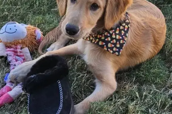 Lost and found pets Glendale, photo: Lost Golden Retriever Puppy in Glendale