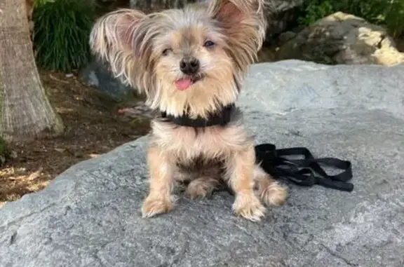 Lost 12-Year-Old Yorkie on McBride Ave