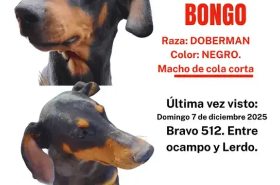 Perros perdidos, , foto: Dóberman Perdido: Negro y Dorado en Tierra Blanca