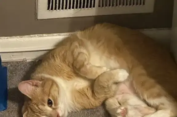 Lost 13-Year-Old Orange Tabby in Sparrows