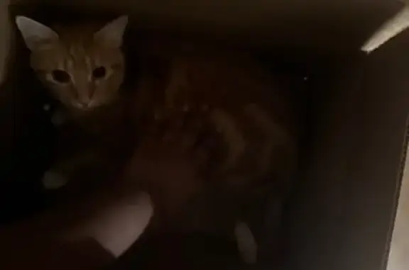 Lost and found pets Norfolk, photo: Lost Emotional Support Tabby in Norfolk