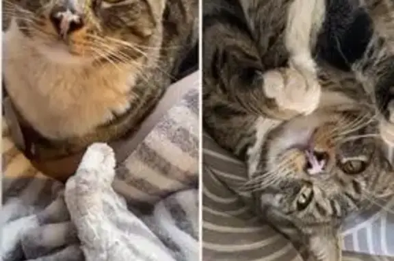 Help Find Sage: Lost Tabby in Roodepoort