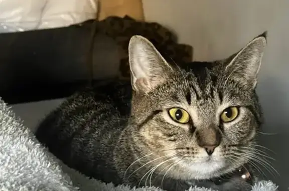 Lost Cat: Tailless & Tattooed in NJ - photo