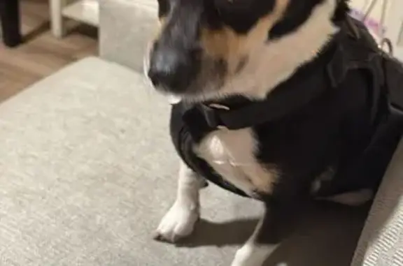 Lost Black Chihuahua: Javi Needs Help!