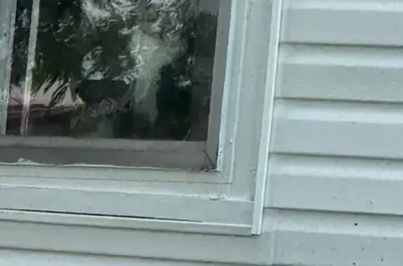 Lost Cat: Grey with White Markings, 4th St - photo