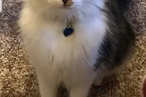 Friendly Lost Cat Percy - Moriah Rd, London