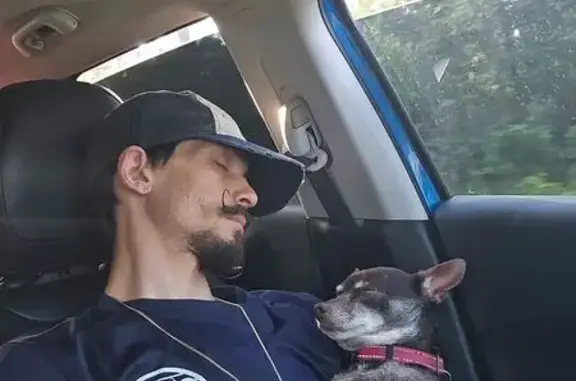 Lost Min-Pin: Brown, Tan & White, Denver