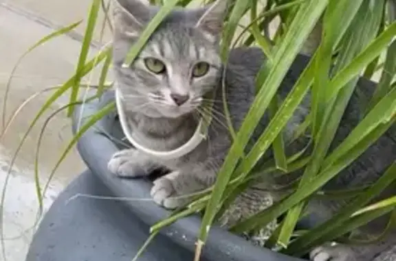 Lost Grey Tabby: Silver Bell Collar
