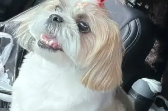 Lost Dog: Friendly 9-Year-Old on Ware Blvd