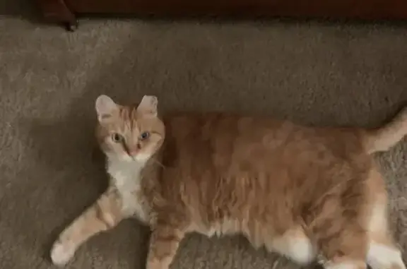 Missing cat , photo: Lost Cat: Friendly Orange Ginger in Whitehall