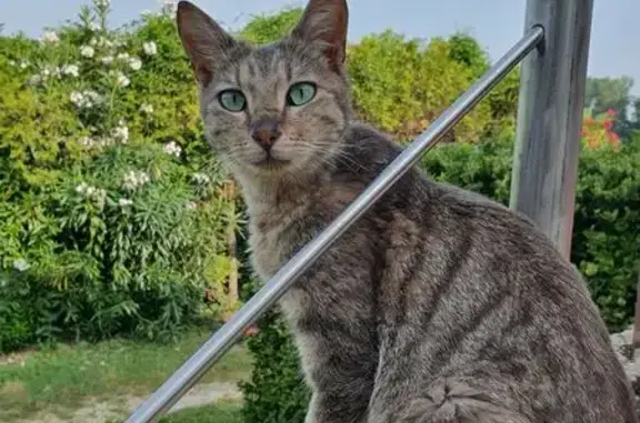 Chat perdu : maigre, secteur isolé, Le Thor - photo