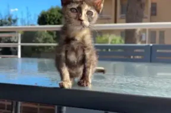 Se busca gatita perdida en Lorca, Murcia