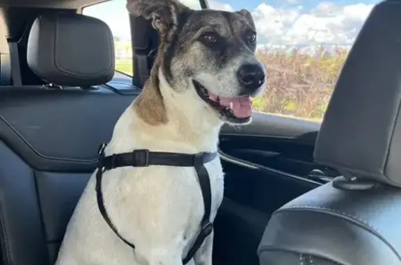 Lost Dog: Shy & Injured in Oak Grove