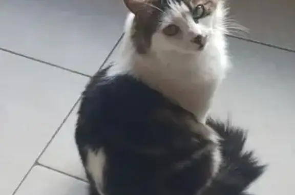 Chat perdu, Nouvelle-Aquitaine, photo: Chatte perdue à Champagne, pelage cœur